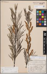 Foto von Salix eleagnos subsp. angustifolia (Cariot) Rech. f.
